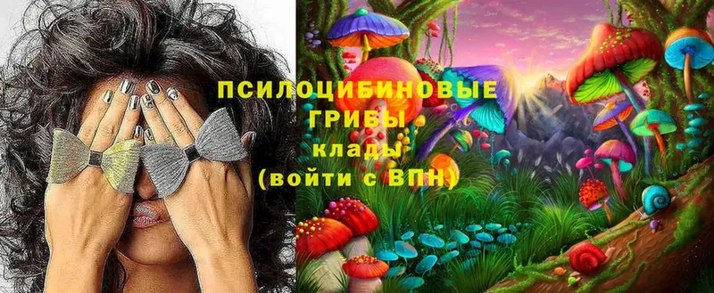 где купить наркоту  Оленегорск  Галлюциногенные грибы Psilocybe 